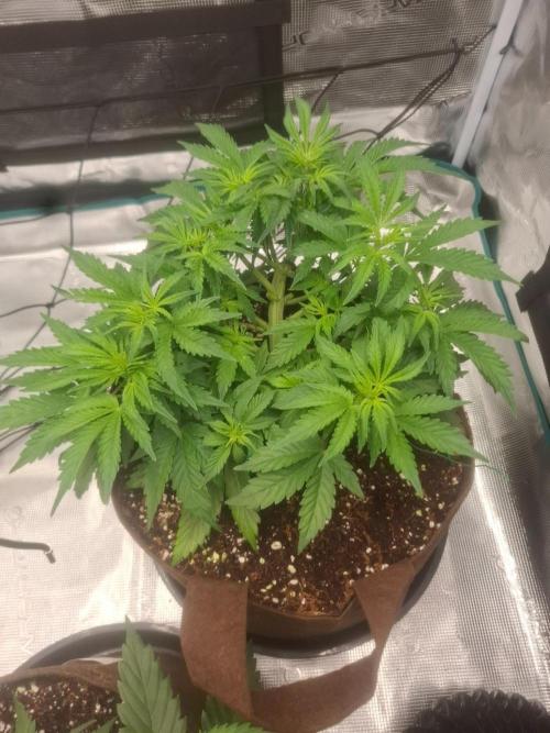 Blueberry Candiez auto - First time. Week 5