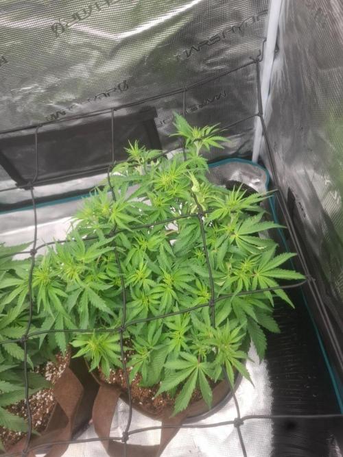 Blueberry Candiez auto - First time. Week 6