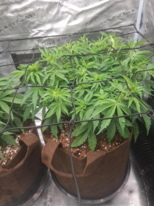 Blueberry Candiez auto - First time. Week 6