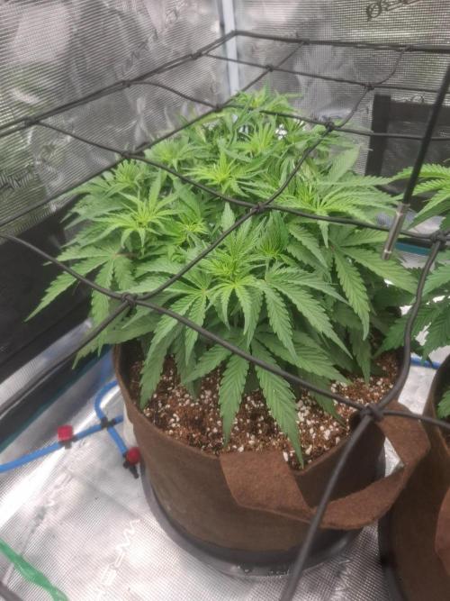 Blueberry Candiez auto - First time. Week 6