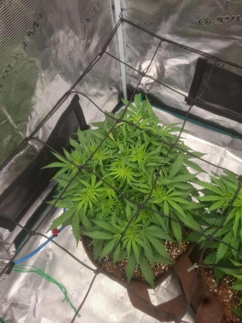 Blueberry Candiez auto - First time. Week 6