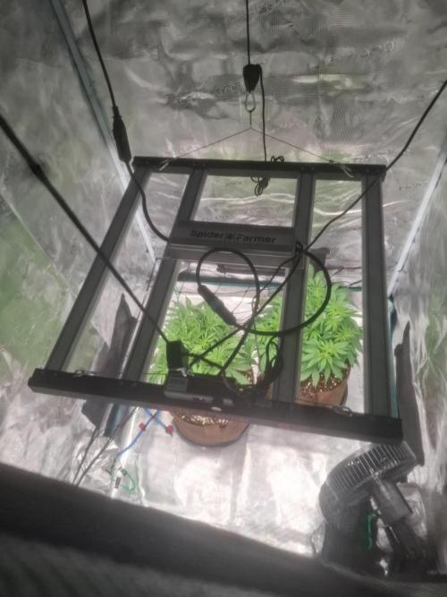 Blueberry Candiez auto - First time. Week 5