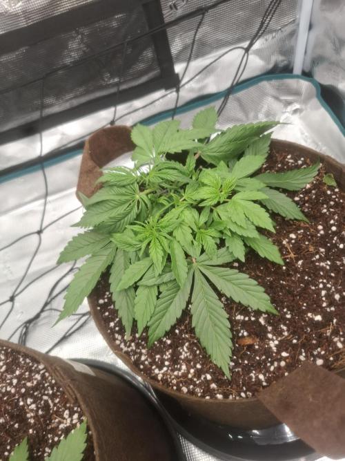 Blueberry Candiez auto - First time. Week 4