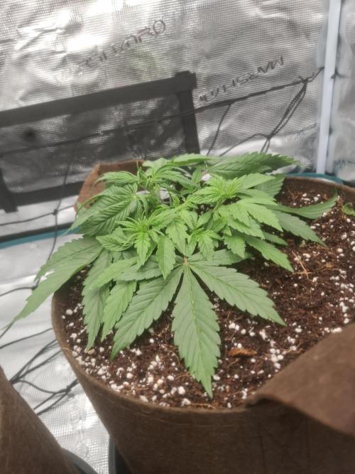 Blueberry Candiez auto - First time. Week 4