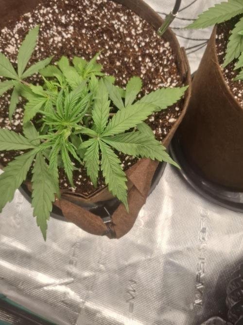 Blueberry Candiez auto - First time. Week 4