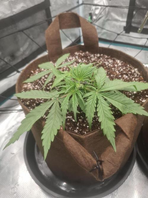 Blueberry Candiez auto - First time. Week 4