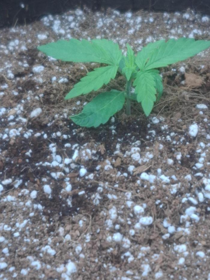 Blueberry Candiez auto - First time. Week 2