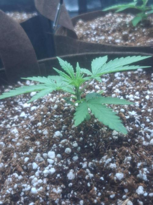 Blueberry Candiez auto - First time. Week 3