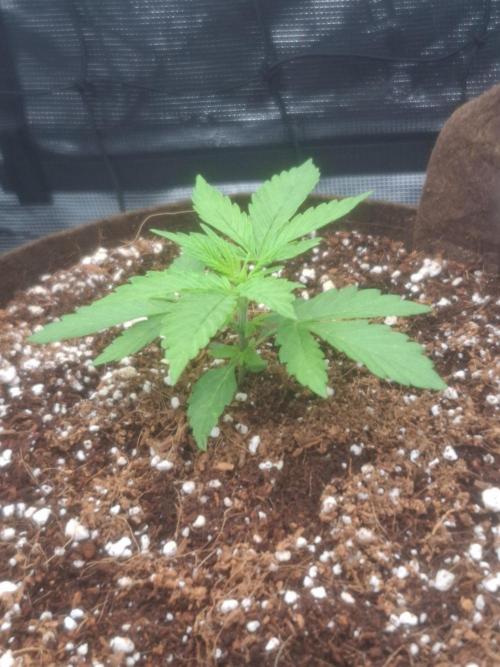 Blueberry Candiez auto - First time. Week 3