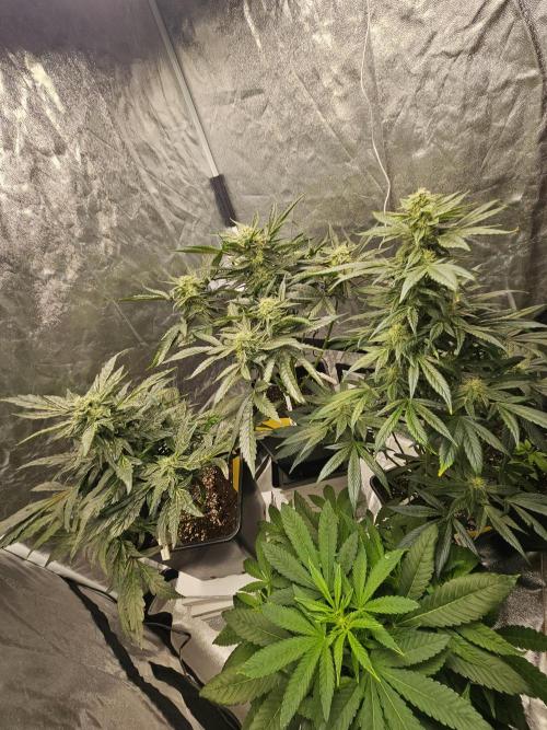 1. Zkouška. Week 9