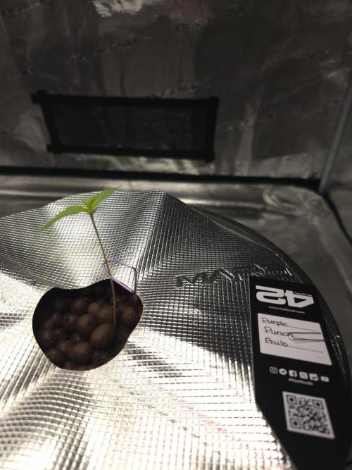 First time with Hydro. Week 0 - July 8th 4 days after being out in dwc