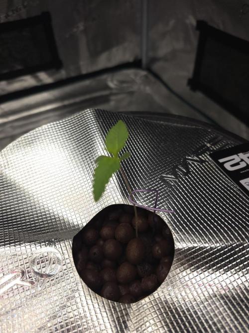 First time with Hydro. Week 0 - July 8th 4 days after being out in dwc
