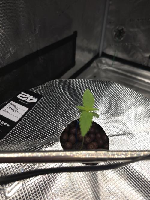 First time with Hydro. Week 0 - July 8th 4 days after being out in dwc