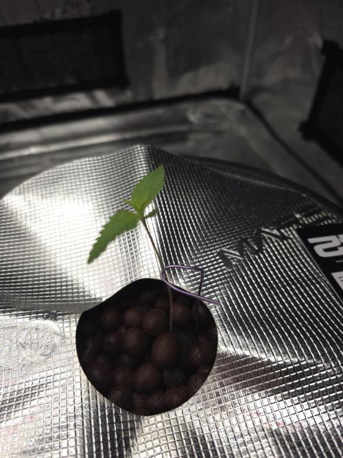 First time with Hydro. Week 1