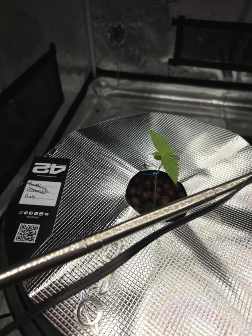 First time with Hydro. Week 1