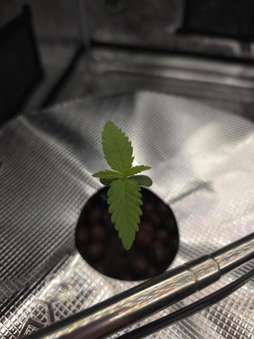 First time with Hydro. Week 1