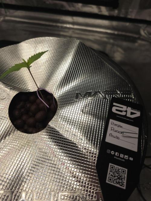 First time with Hydro. Week 1