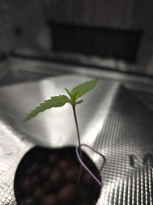 First time with Hydro. Week 1