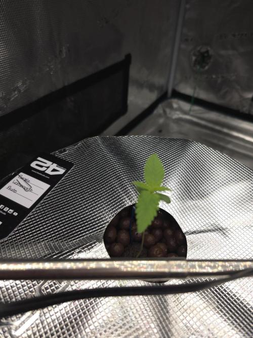 First time with Hydro. Week 1