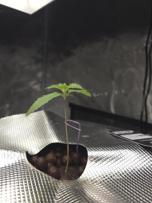 First time with Hydro. Week 2 - July 11th