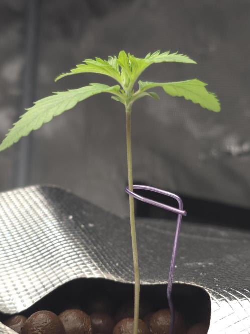 First time with Hydro. Week 2 - July 11th