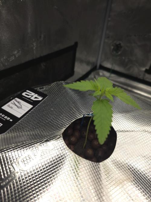 First time with Hydro. Week 2 - July 11th