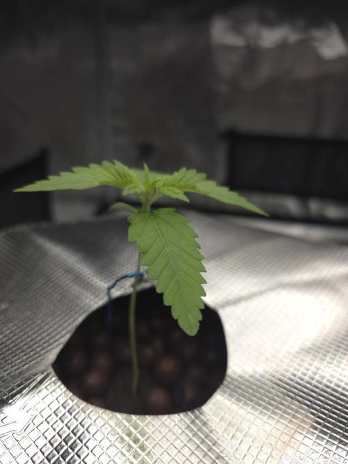 First time with Hydro. Week 2 - July 11th