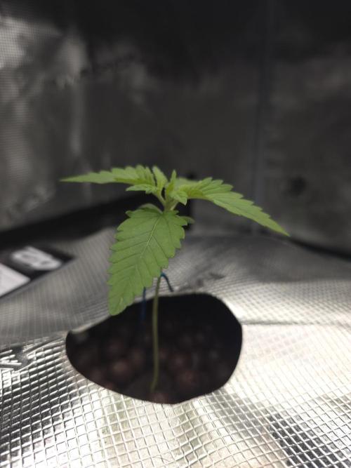 First time with Hydro. Week 2 - July 11th