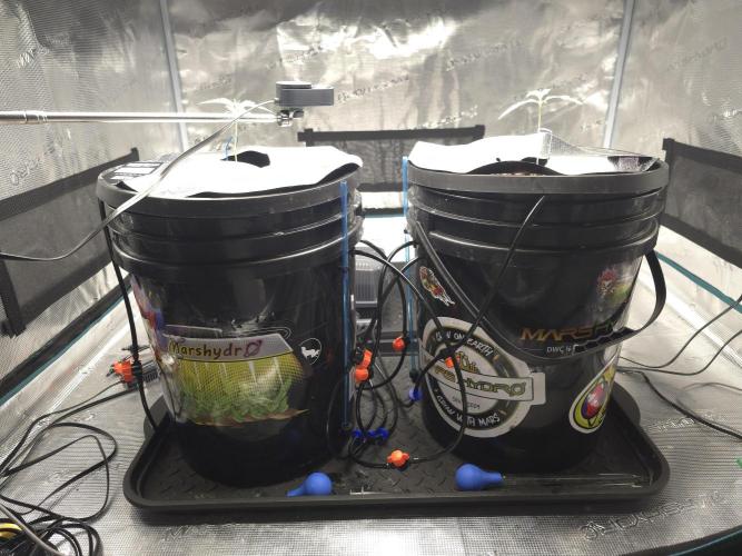 First time with Hydro. Week 2 - All of my products are from Mars Hydro they're very first time user and budget friendly. 