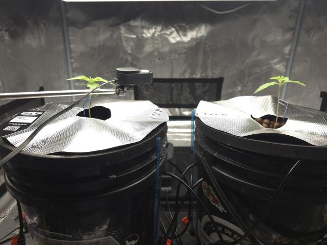 First time with Hydro. Week 2