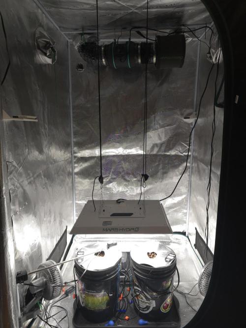 First time with Hydro. Week 2 - 4x4x6