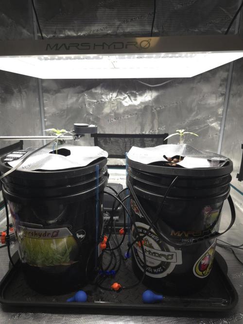 First time with Hydro. Week 2
