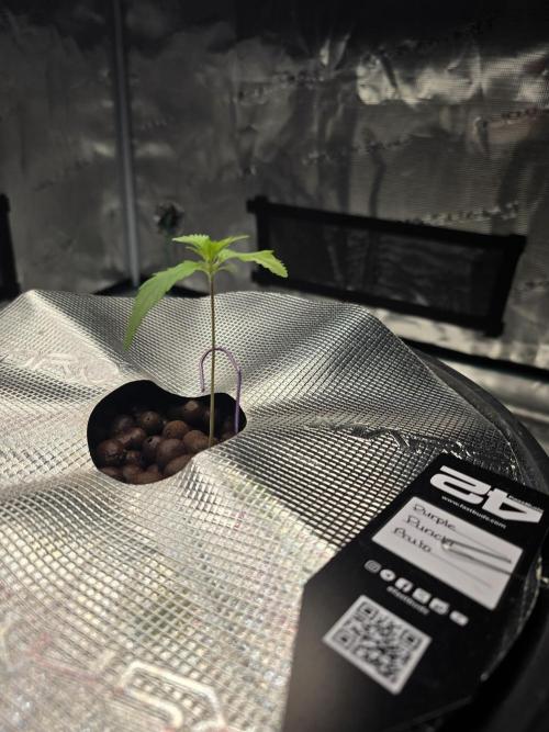 First time with Hydro. Week 2 - July 10th