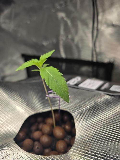 First time with Hydro. Week 2 - July 10th
