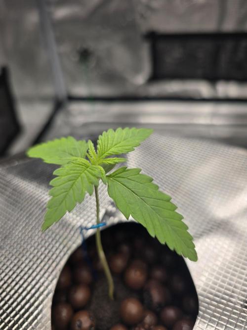 First time with Hydro. Week 2 - July 10th