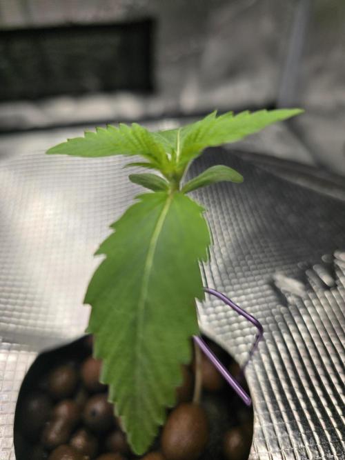 First time with Hydro. Week 2 - July 10th