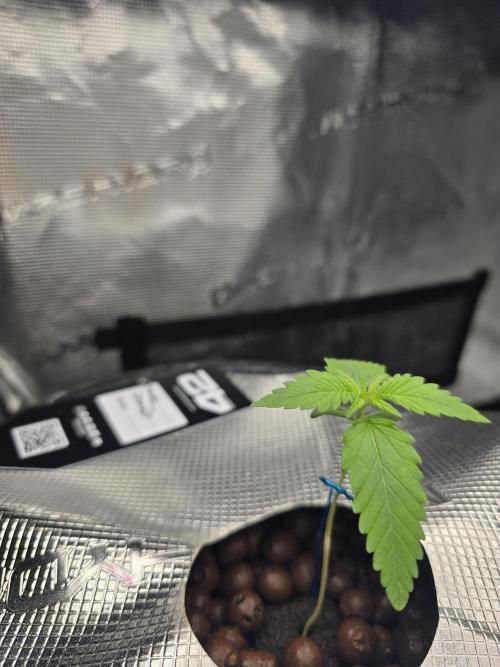 First time with Hydro. Week 2 - July 10th