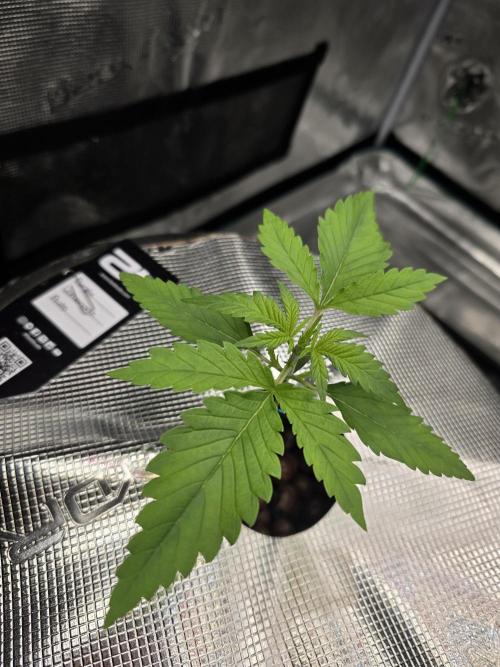 First time with Hydro. Week 3 - July 14th