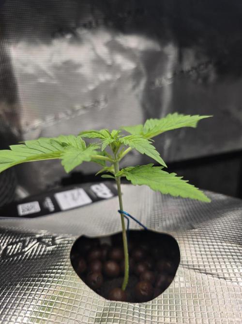 First time with Hydro. Week 3 - July 14th