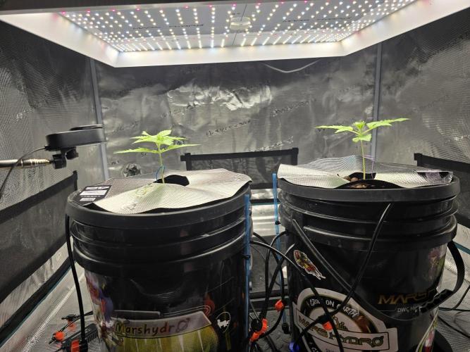 First time with Hydro. Week 3 - July 14th