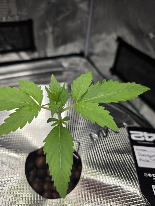 First time with Hydro. Week 3 - July 14th