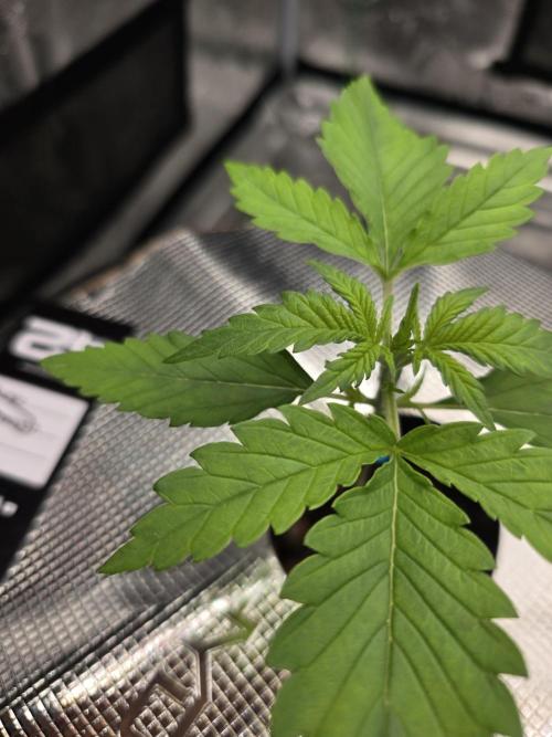 First time with Hydro. Week 3 - July 14th