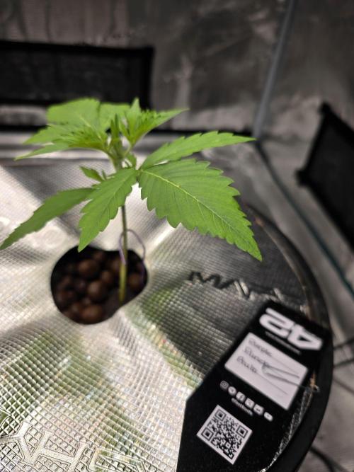 First time with Hydro. Week 3 - July 15th