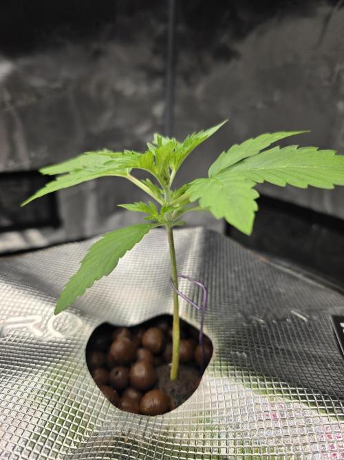 First time with Hydro. Week 3 - July 15th