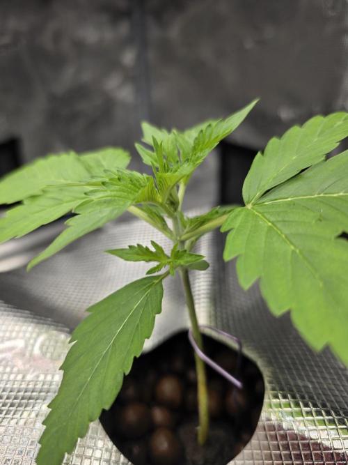 First time with Hydro. Week 3 - July 15th