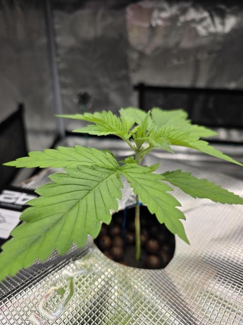 First time with Hydro. Week 3 - July 15th