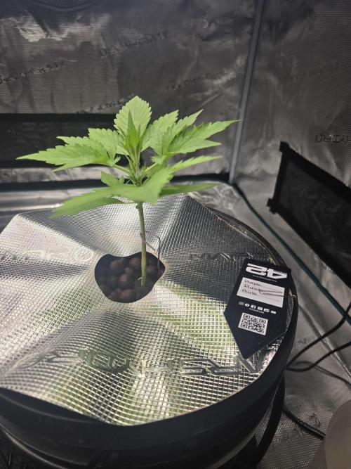 First time with Hydro. Week 3 - July 17th
