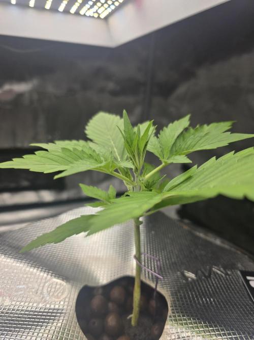 First time with Hydro. Week 3 - July 17th