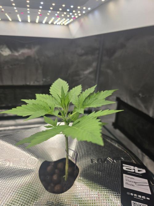 First time with Hydro. Week 3 - July 17th