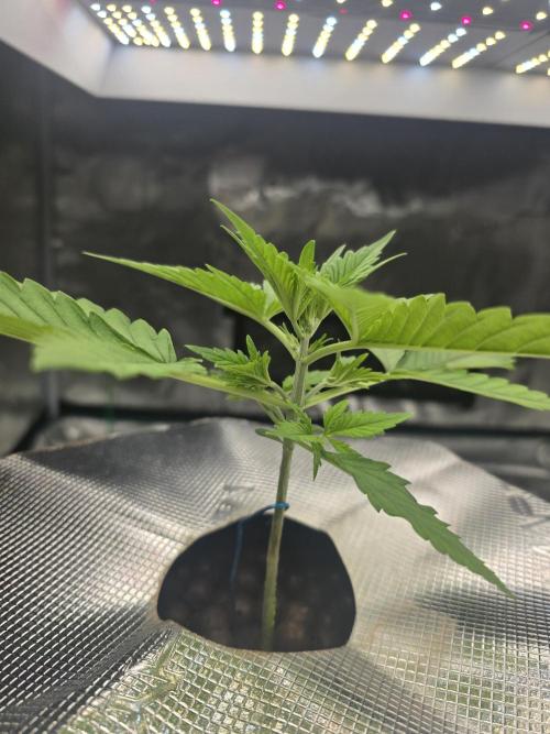First time with Hydro. Week 3 - July 17th